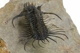 Alien-Looking Quadrops Trilobite - Spectacular Preparation #312727-4